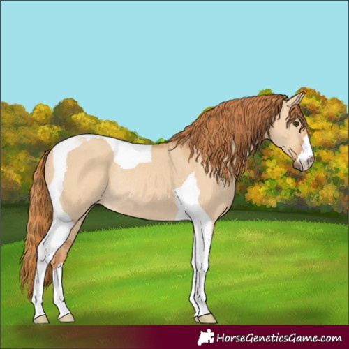 Horse Color:Red Dun Tobiano Rabicano