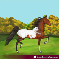 Horse Color:Bay Tobiano Appaloosa