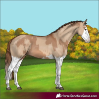 Horse Color:Red Dun Splash and Red Dun Splash