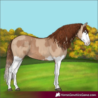 Horse Color:Red Dun Splash  and Red Dun Splash 