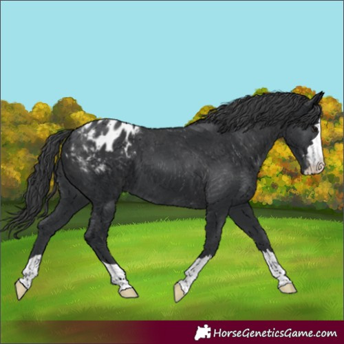 Horse Color:Black Appaloosa