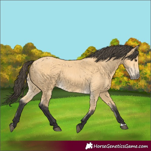 Horse Color:Unknown 