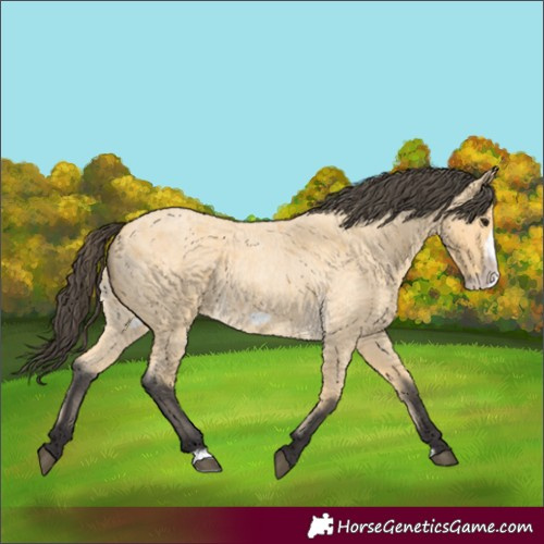 Horse Color:Buckskin Roan Frame 