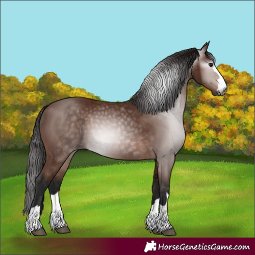 Horse Color:Gray Bay 