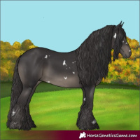 Horse Color:White Spotted Smoky Black