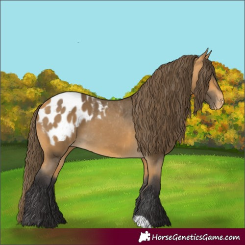 Horse Color:Buckskin Blanket 