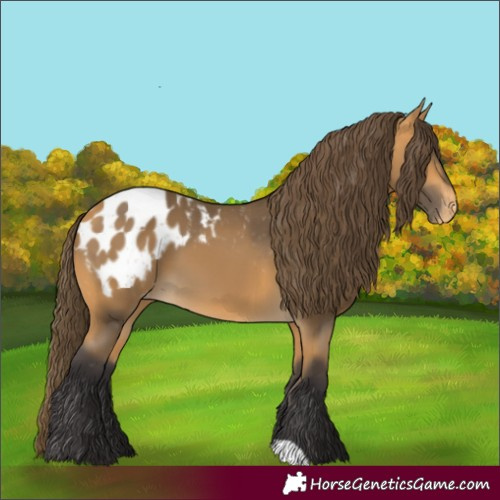 Horse Color:Buckskin Appaloosa 
