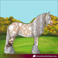 Horse Color:Silver Bay Dun Tobiano Appaloosa Rabicano 