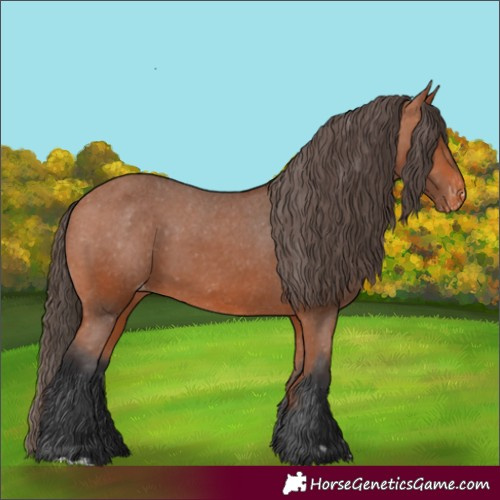 Horse Color:Bay Appaloosa 
