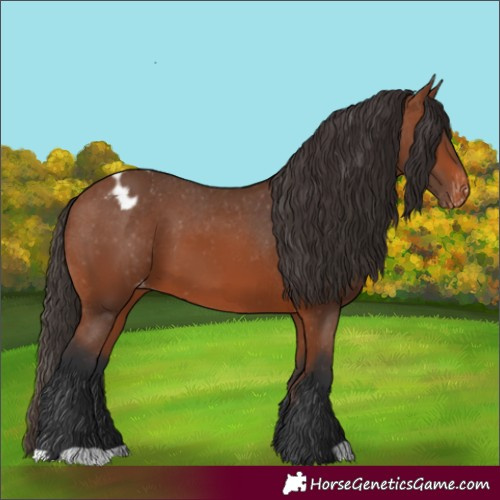 Horse Color:Bay Appaloosa 