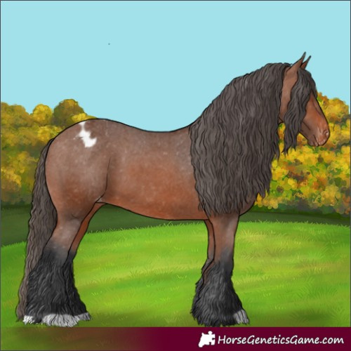 Horse Color:Bay Appaloosa 