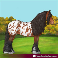 Horse Color:Bay Appaloosa 