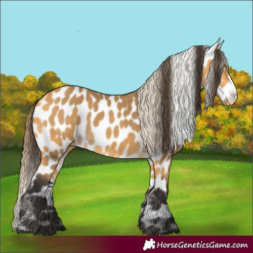 Horse Color:Buckskin Near Leopard 