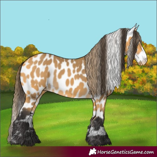 Horse Color:Buckskin Appaloosa 