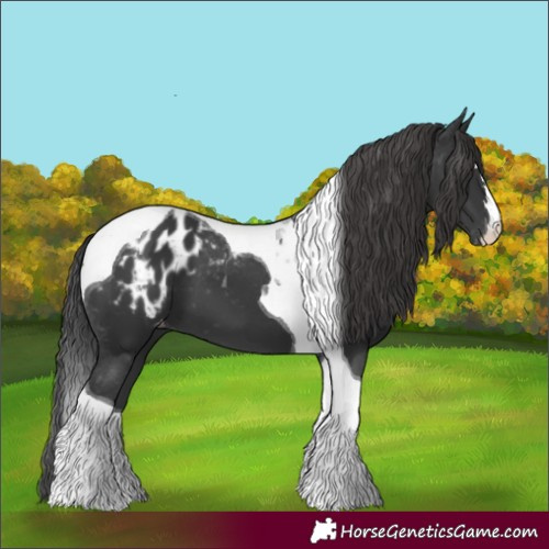 Horse Color:Black Tobiano Appaloosa 