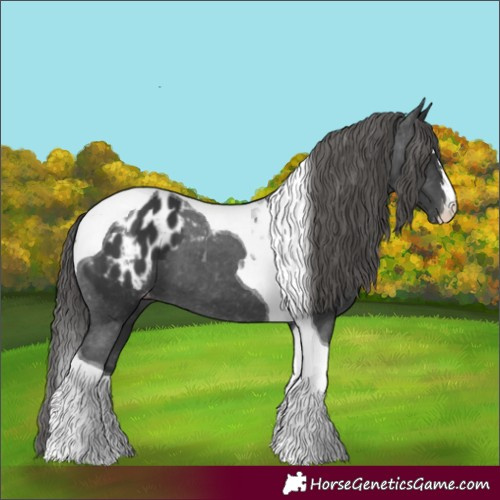 Horse Color:Black Tobiano Appaloosa