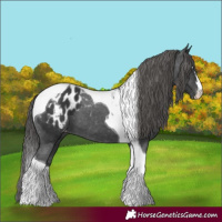 Horse Color:Black Tobiano Appaloosa