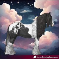 Horse Color:Black Tobiano Blanket