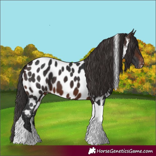 Horse Color:Brown Tobiano Appaloosa 