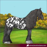 Horse Color:Black Appaloosa Rabicano 