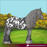 Horse Color:Black Appaloosa Rabicano