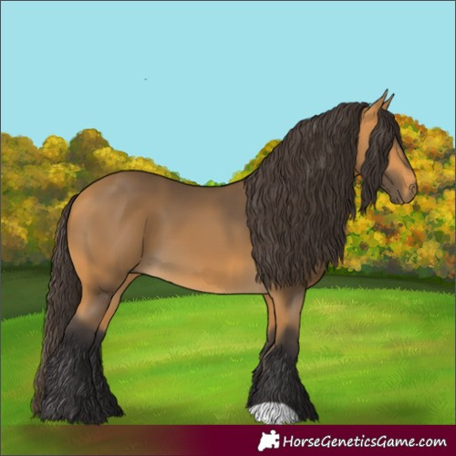 Horse Color:Buckskin 