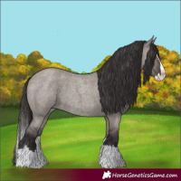 Horse Color:Smoky Grullo Roan Splash 