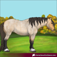 Horse Color:Buckskin Roan 