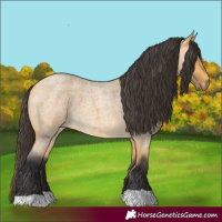 Horse Color:Buckskin Roan 