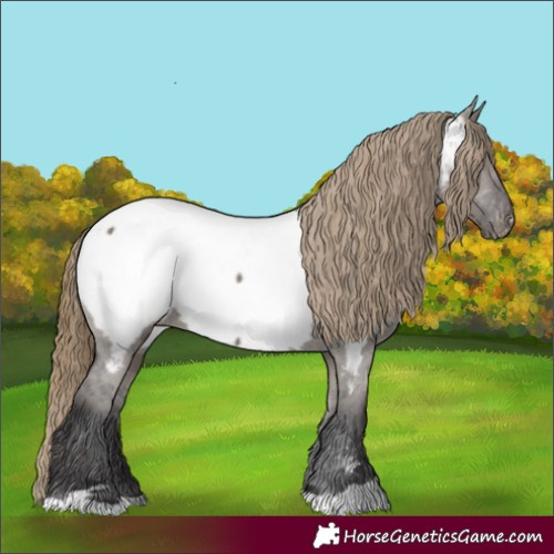Horse Color:Smoky Grullo Appaloosa 