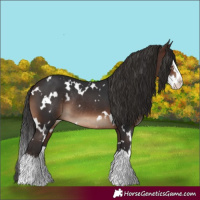 Horse Color:White Spotted Brown Splash Rabicano