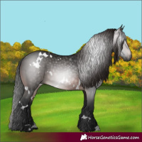 Horse Color:Gray White Spotted Brown
