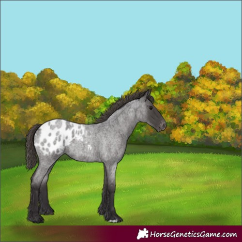 Horse Color:Smoky Blue Roan Blanket 
