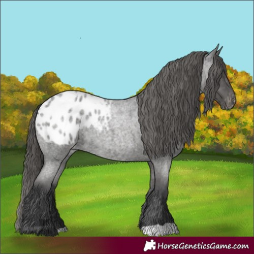 Horse Color:Blue Roan Appaloosa 