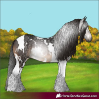 Horse Color:Gray White Spotted Brown Tobiano Rabicano 