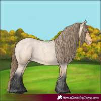 Horse Color:Buckskin Roan Appaloosa