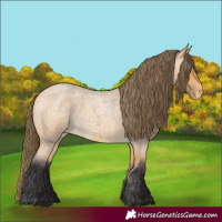 Horse Color:Buckskin Roan Appaloosa