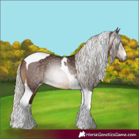 Horse Color:Gray Silver Bay Tobiano Appaloosa Rabicano