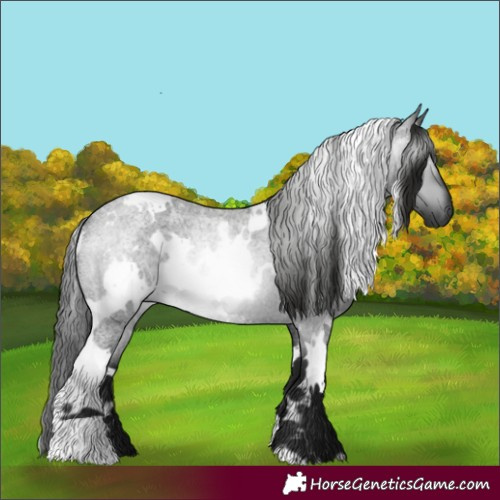 Horse Color:Gray White Spotted Blue Roan Rabicano 