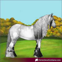 Horse Color:Gray White Spotted Blue Roan Rabicano 