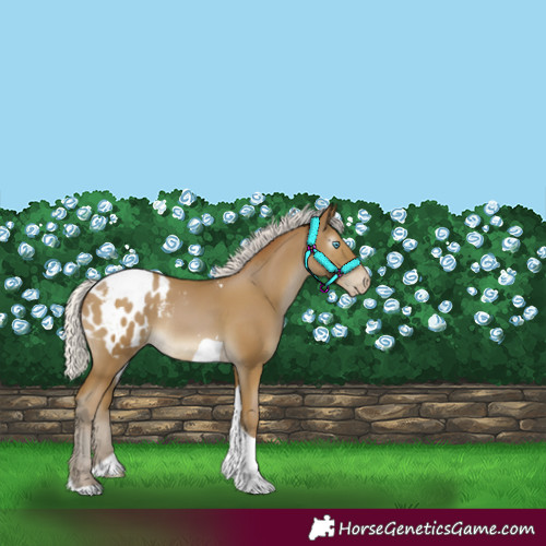 Horse Color:Gray Silver Smoky Black Pearl Tobiano Blanket Rabicano 