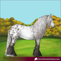 Horse Color:Gray White Spotted Silver Black Near Leopard 