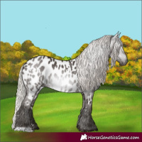 Horse Color:Gray White Spotted Silver Black Appaloosa 