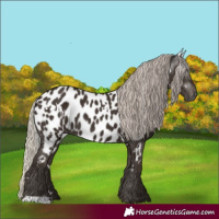 Horse Color:Gray White Spotted Silver Black Appaloosa 