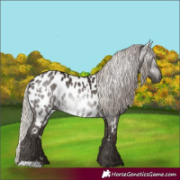 Horse Color:Gray White Spotted Silver Black Appaloosa