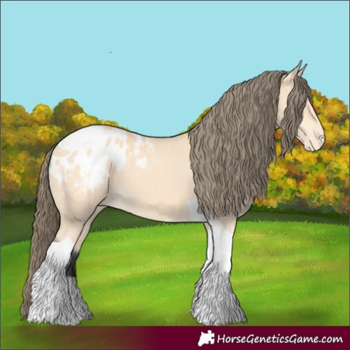 Horse Color:Buckskin Tobiano Appaloosa 