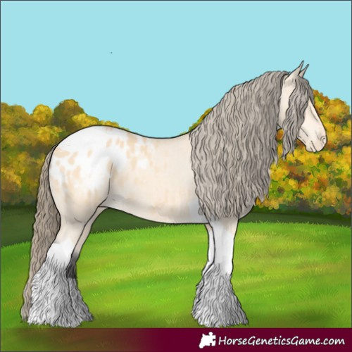 Horse Color:Buckskin Tobiano Appaloosa 