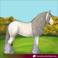 Horse Color:Buckskin Tobiano Appaloosa