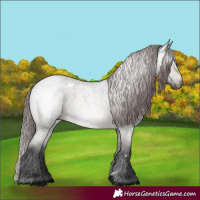Horse Color:Gray White Spotted Bay Roan Appaloosa 