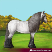 Horse Color:Gray White Spotted Bay Roan Appaloosa 